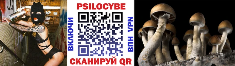 Галлюциногенные грибы Psilocybe  где купить наркоту  Высоковск 